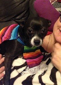 chihuahua-in-Serape