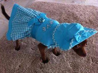 Chihuahua in dress