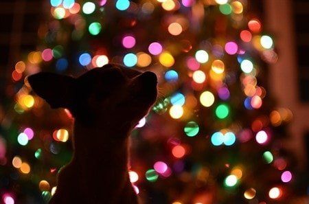 chihuahua-on-christmas-