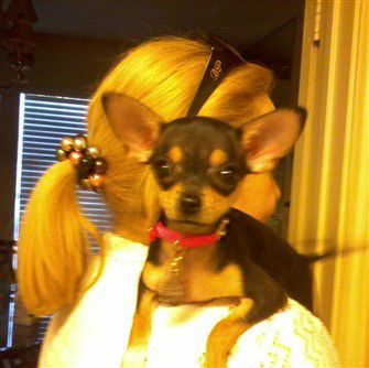 chihuahua-on-humans-shoulder