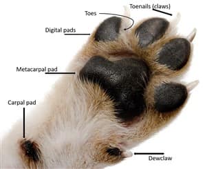 How Many Paws Do Dogs Have: Surprising Facts You Need to Know