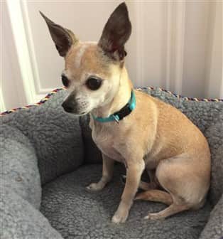 Chihuahua rescue dog in a bed