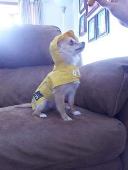 Chihuahua sitting for food