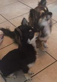 Long haired Chihuahuas