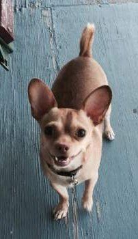 Chihuahua with smile on face