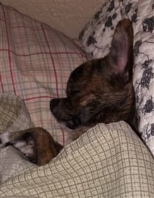 Chihuahua with striping, brindle