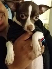 Chocolate color Chihuahua
