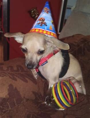 cream color adopted Chihuahua dog