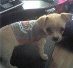 Chihuahua-19