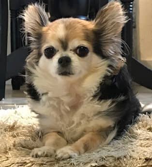 Cute adopted Chihuahua with longcoat