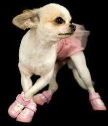 Female Chihuahua heat cycle