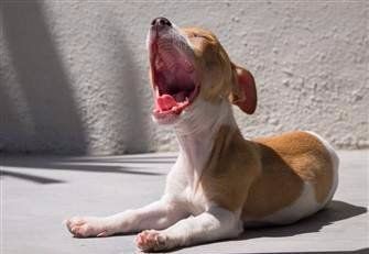Chihuahua yawning