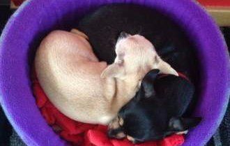 yin yang Chihuahuas