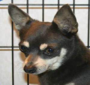 Kiss mark coloring on Chihuahua face