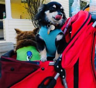 longcoat Chihuahua rescue, male, 5 yr old