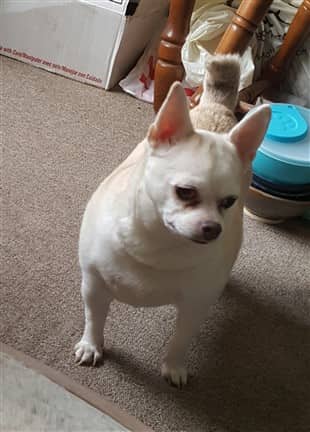 muscular Chihuahua, adopted from shelter