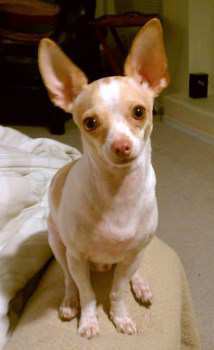 Chihuahua on bed