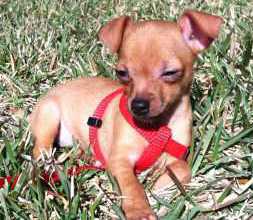 3 month old Chihuahua