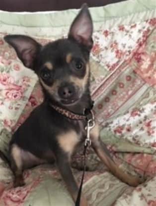Tiny Chihuahua from shelter