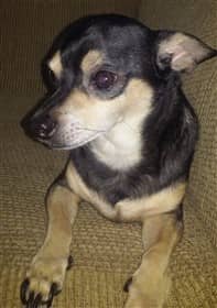 tri colored Chihuahua, black, tan, white