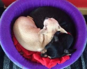 yin yang Chihuahuas