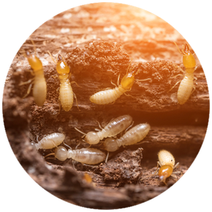 Termite Control Monroe, LA & Alexandria, LA