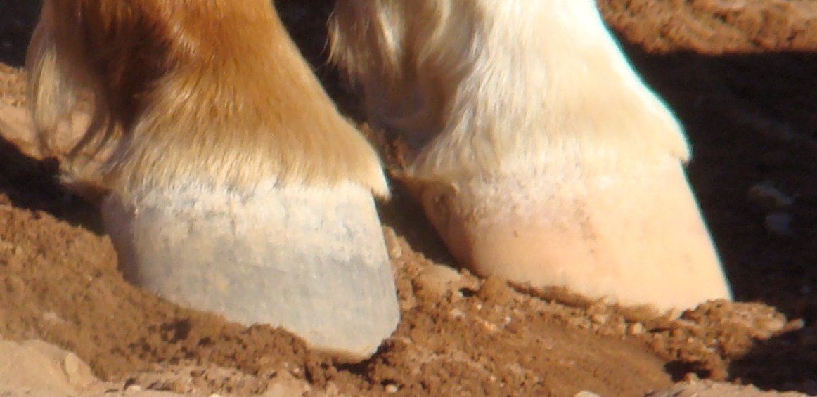 horseshoe
