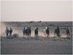 WILD HORSE