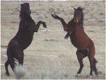 WILD HORSE