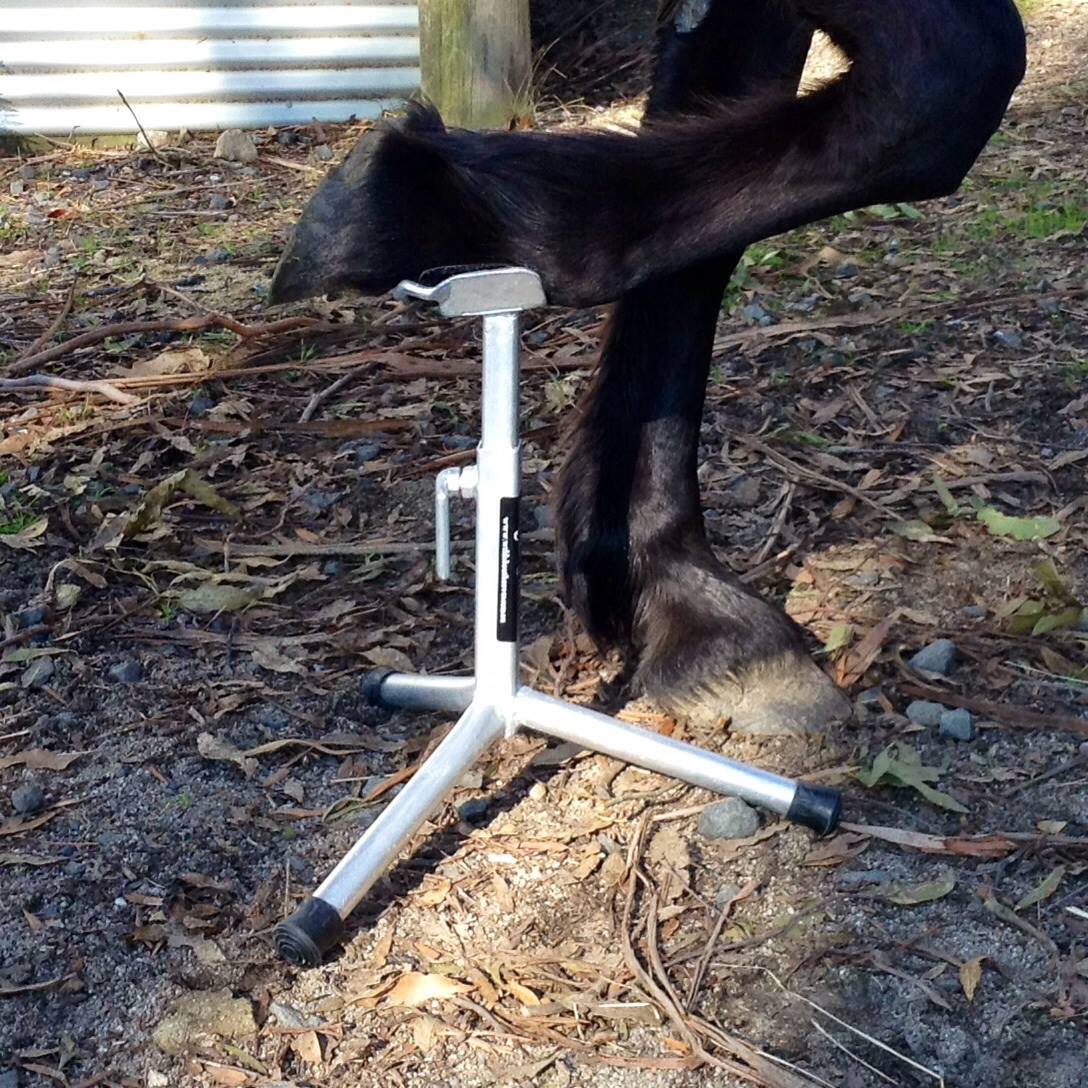 horse foot