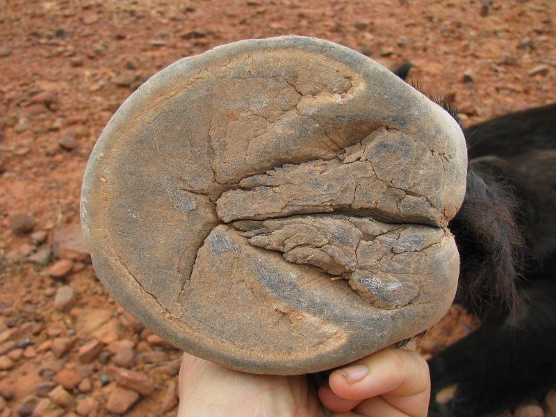 horse foot