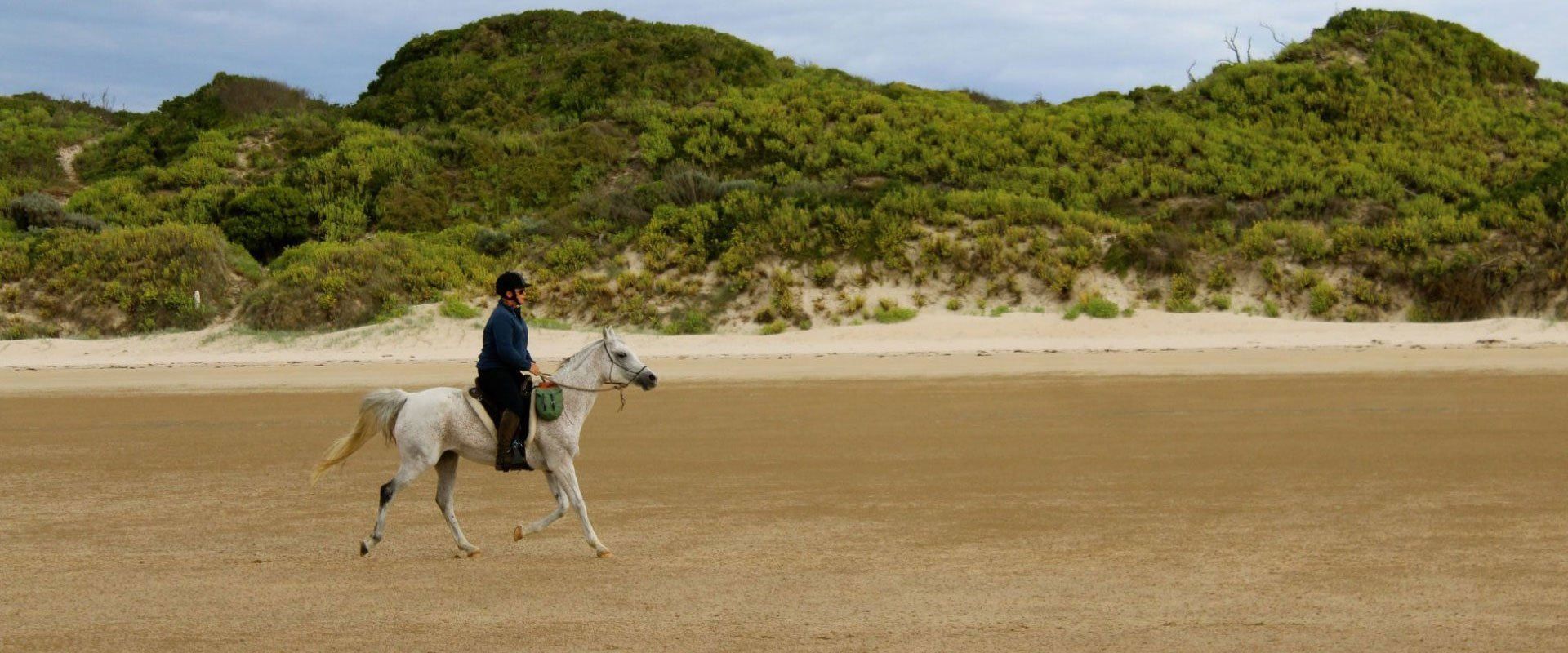wild about hooves