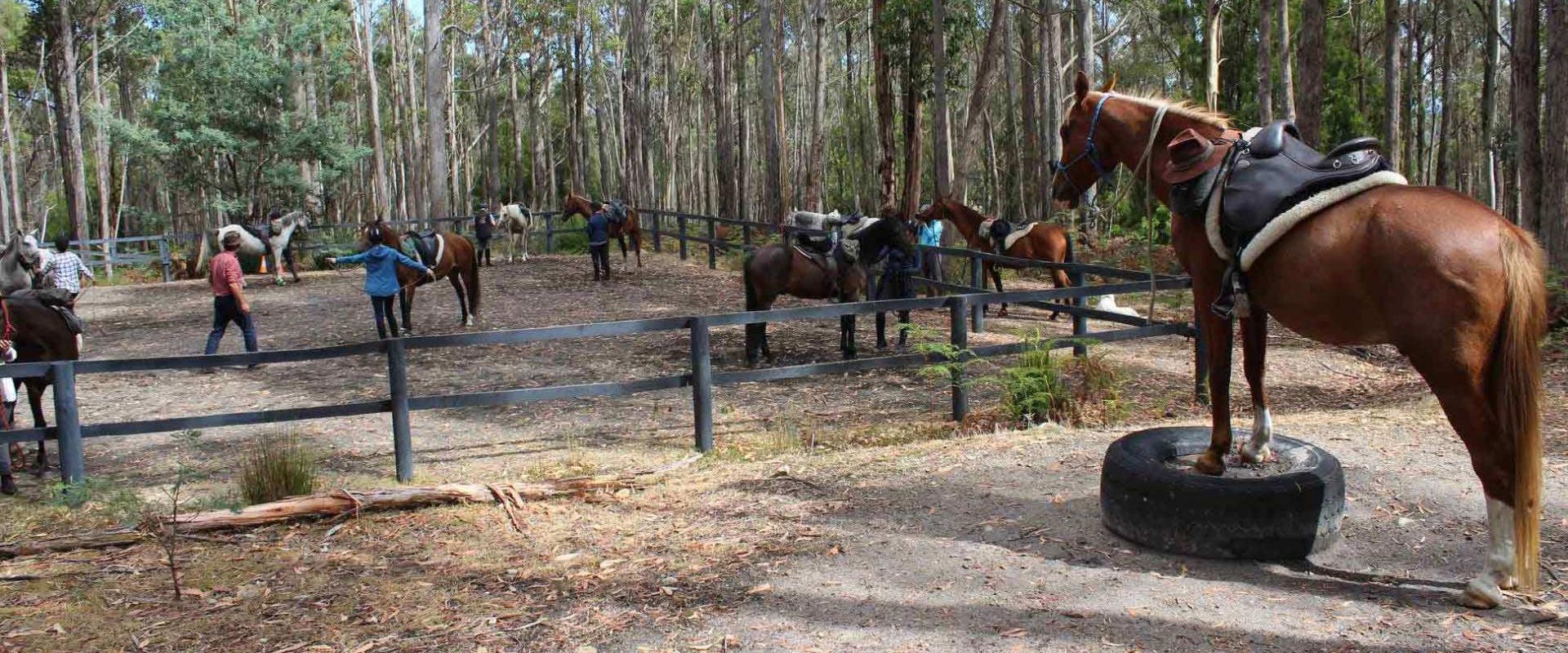 horses