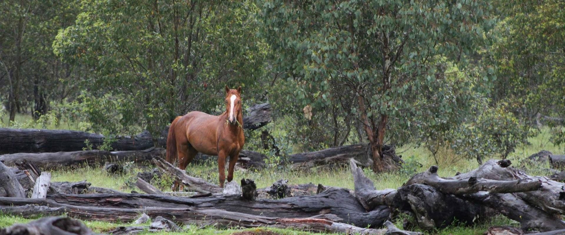horse