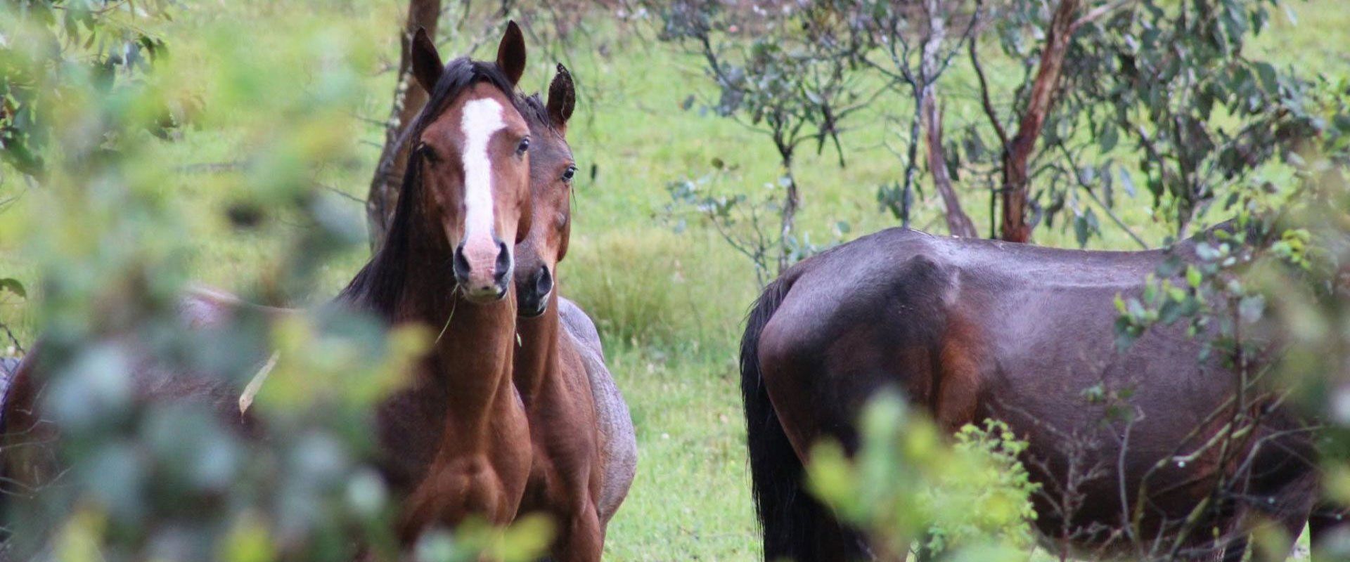 horse