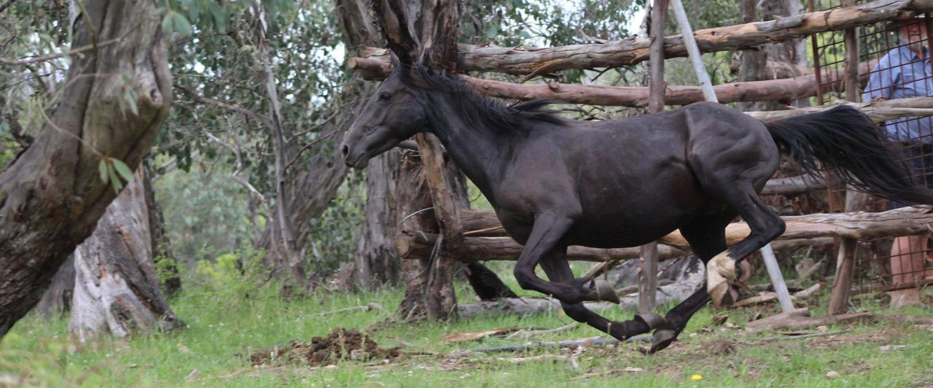 horse running