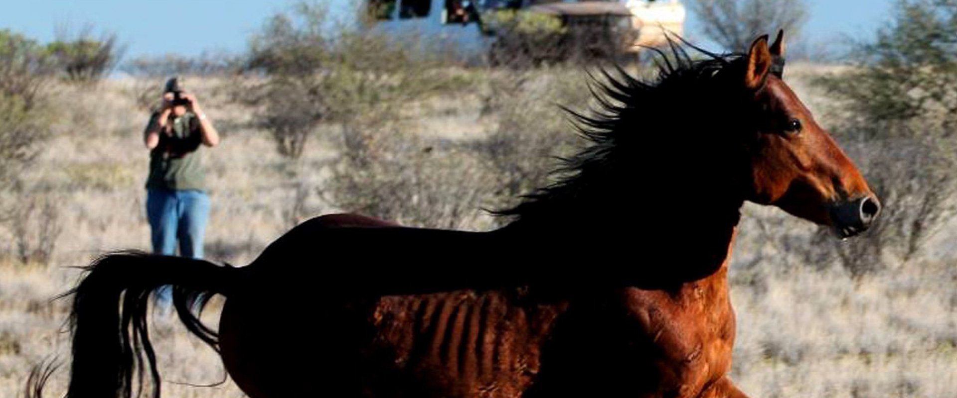 horse