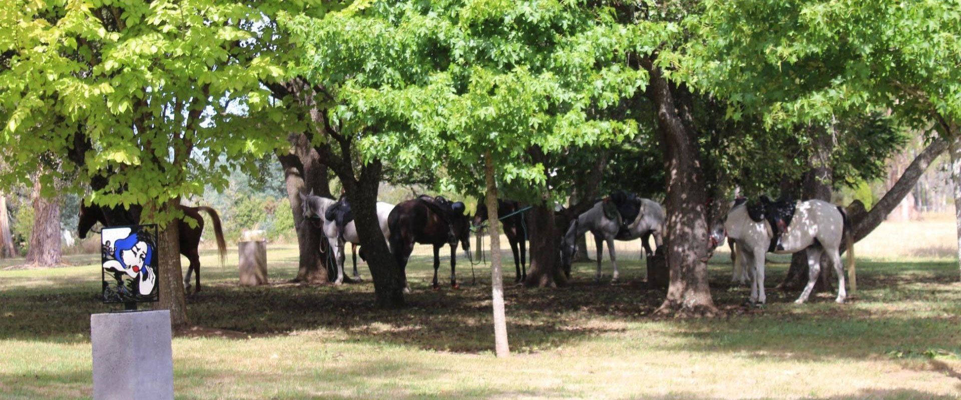 wild about hooves