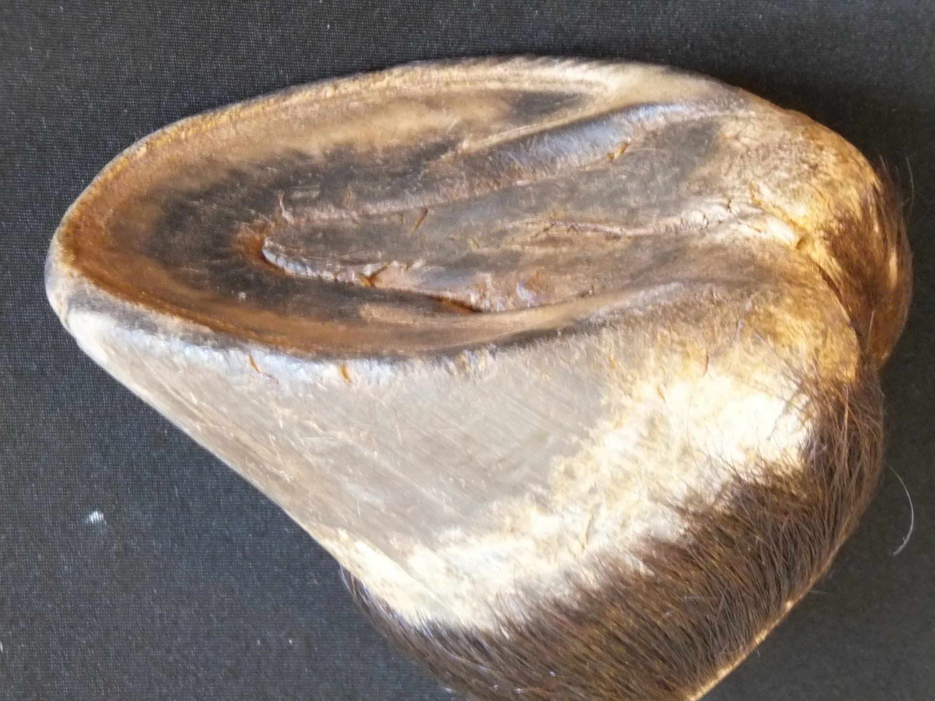 horseshoe