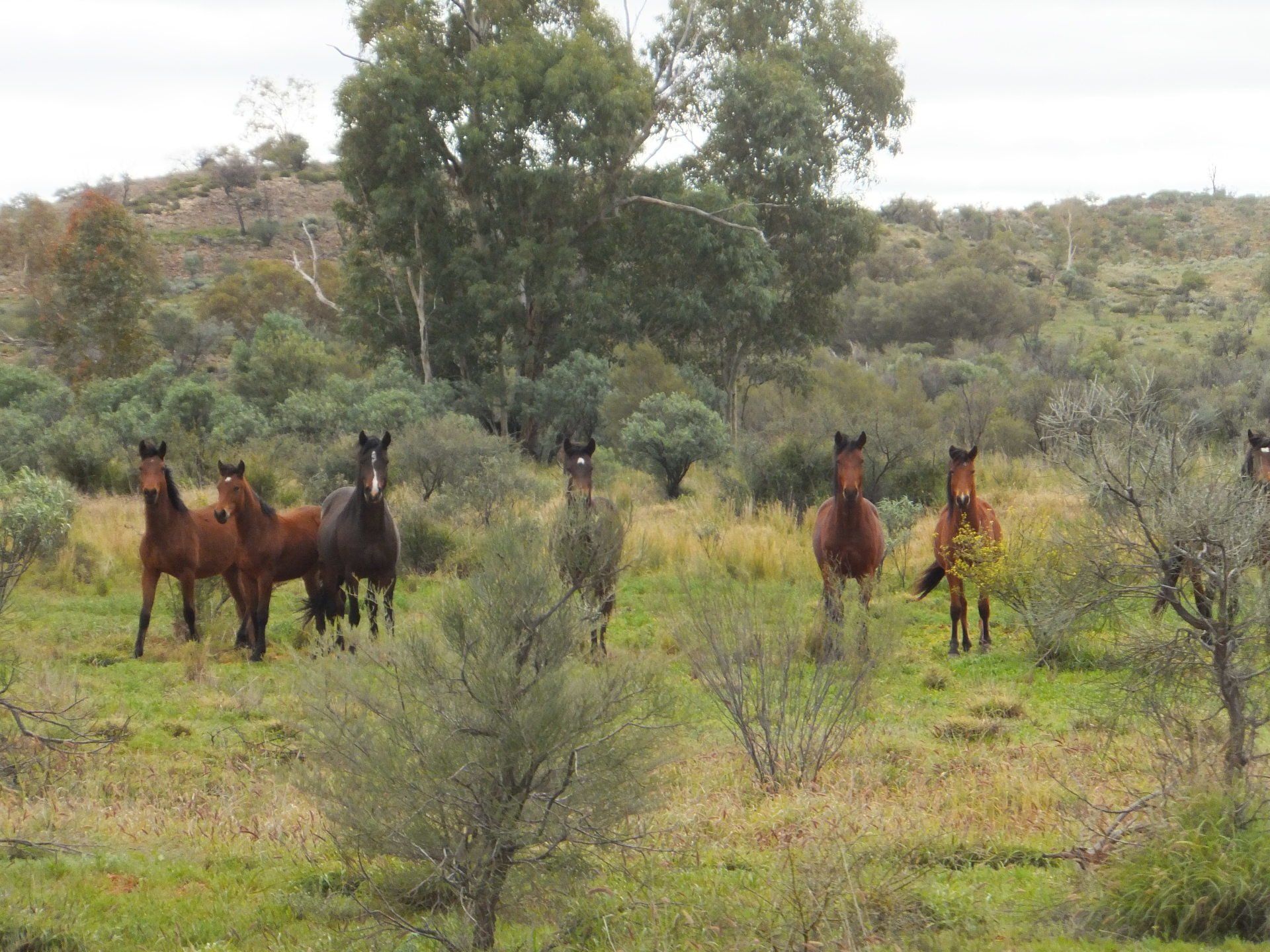 horses