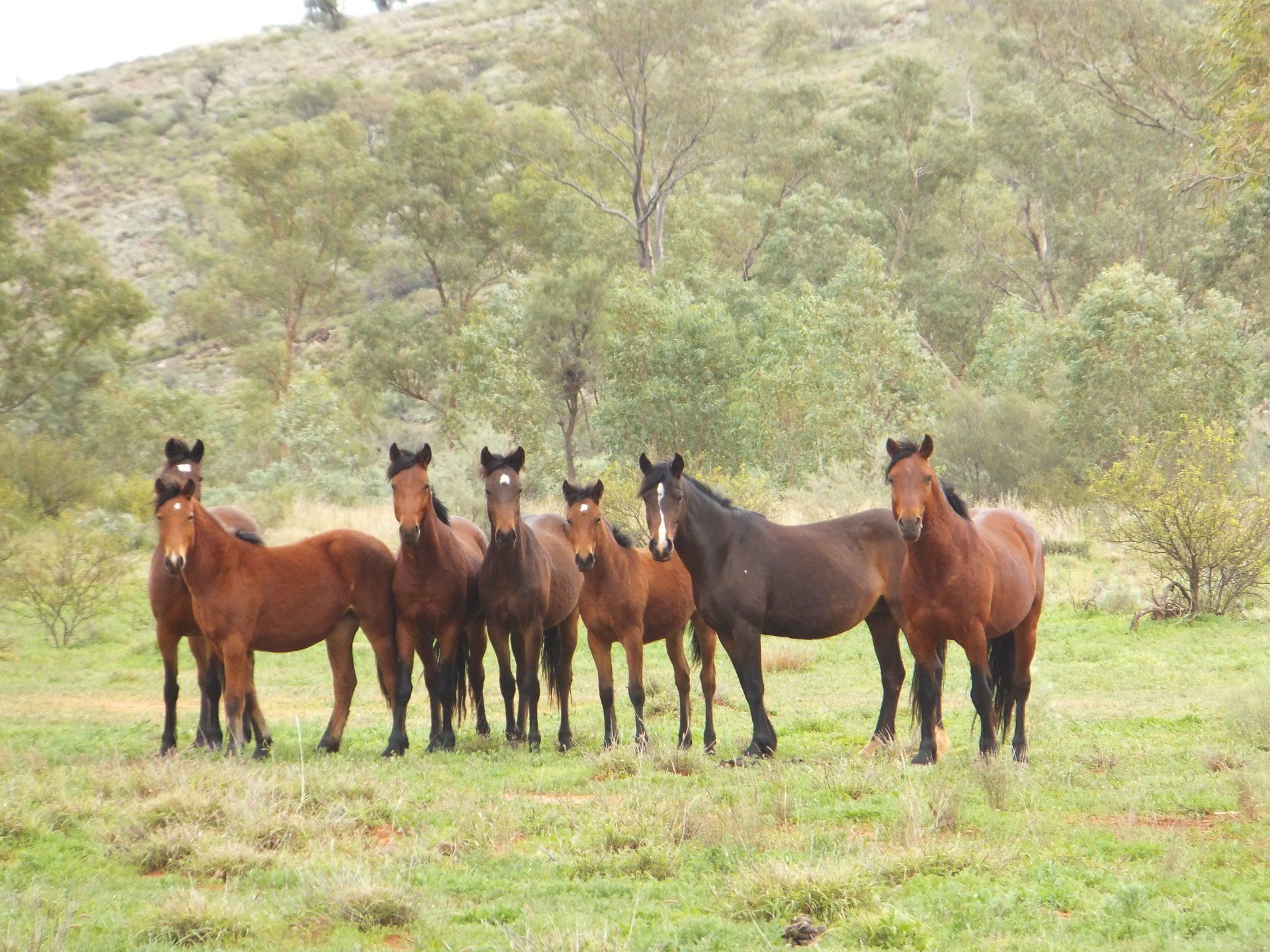 horses