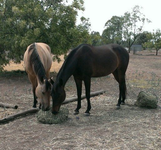 eating horse
