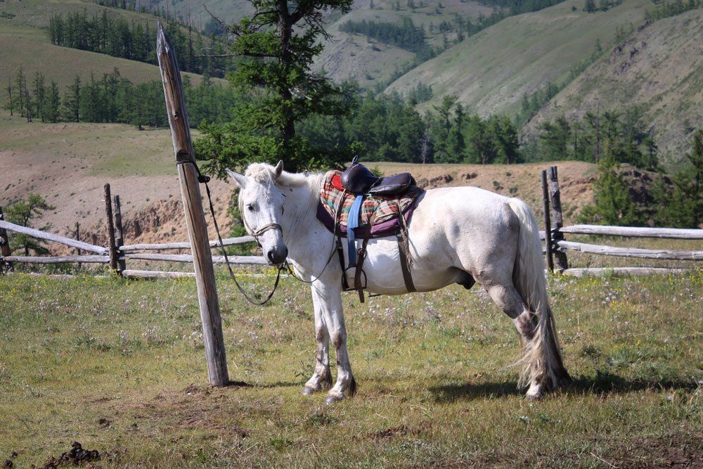 mongolia image
