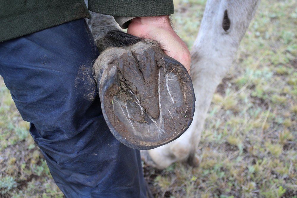 mongolia image