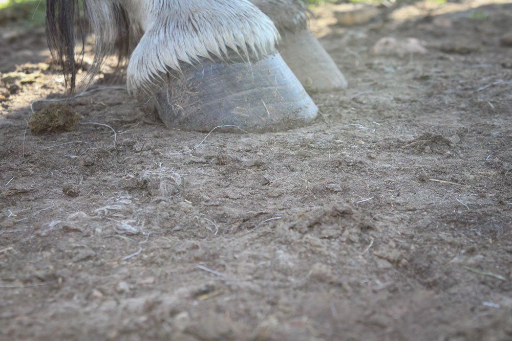 mongolia image