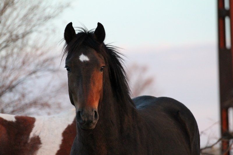 horse