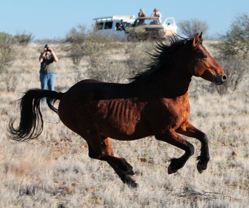 horse