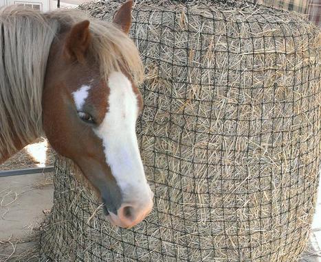 grass and horse