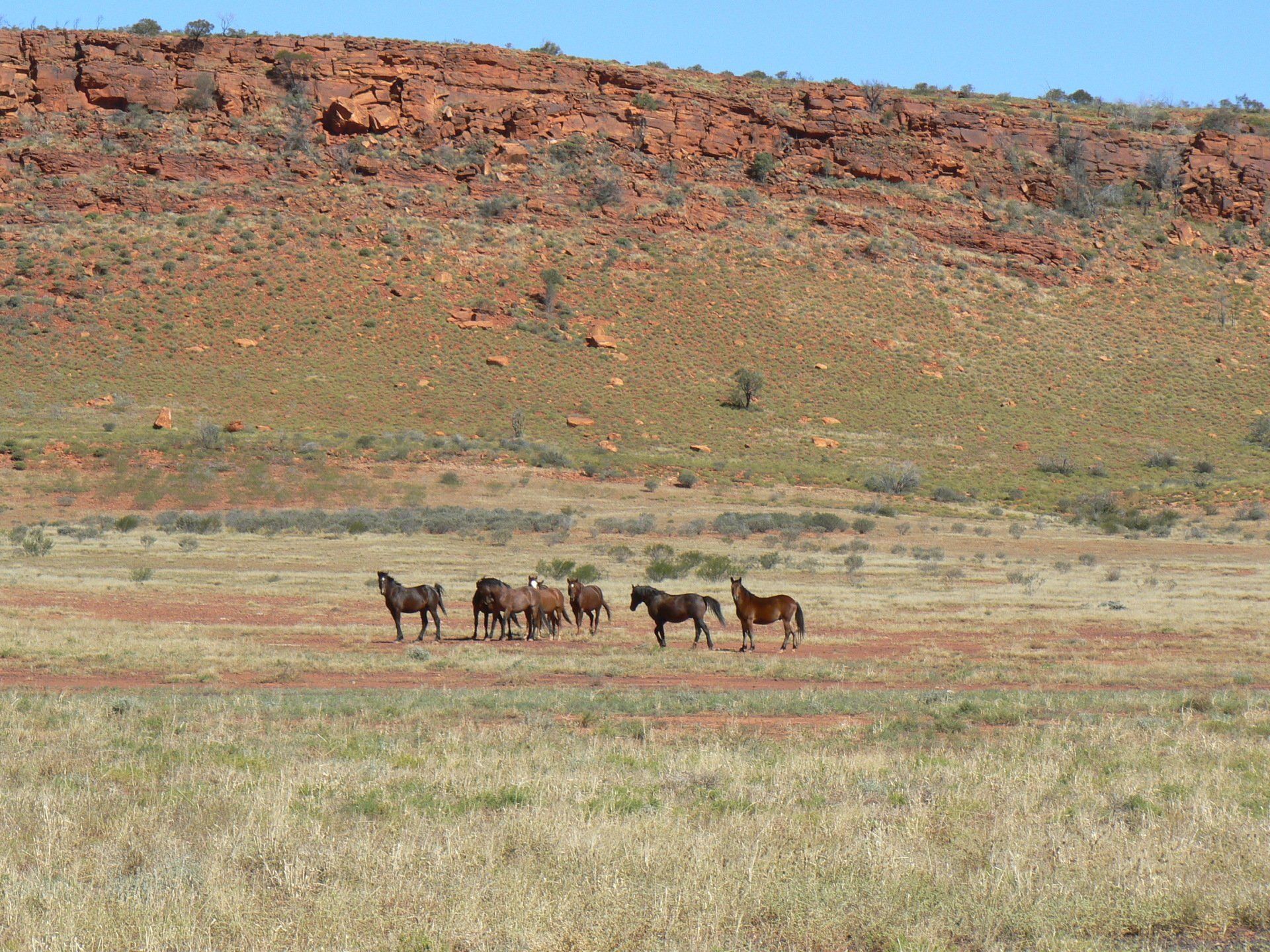 horses