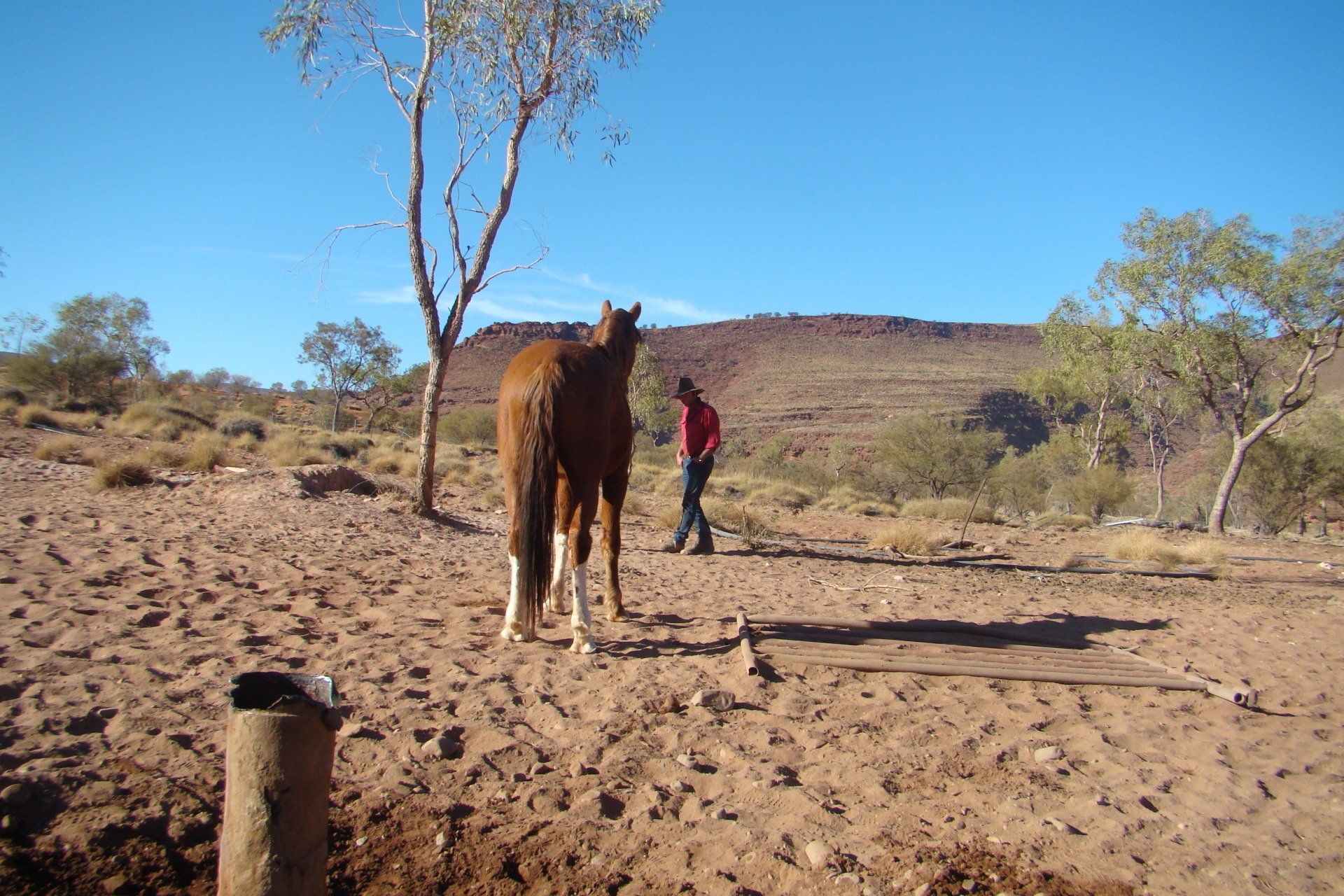horse